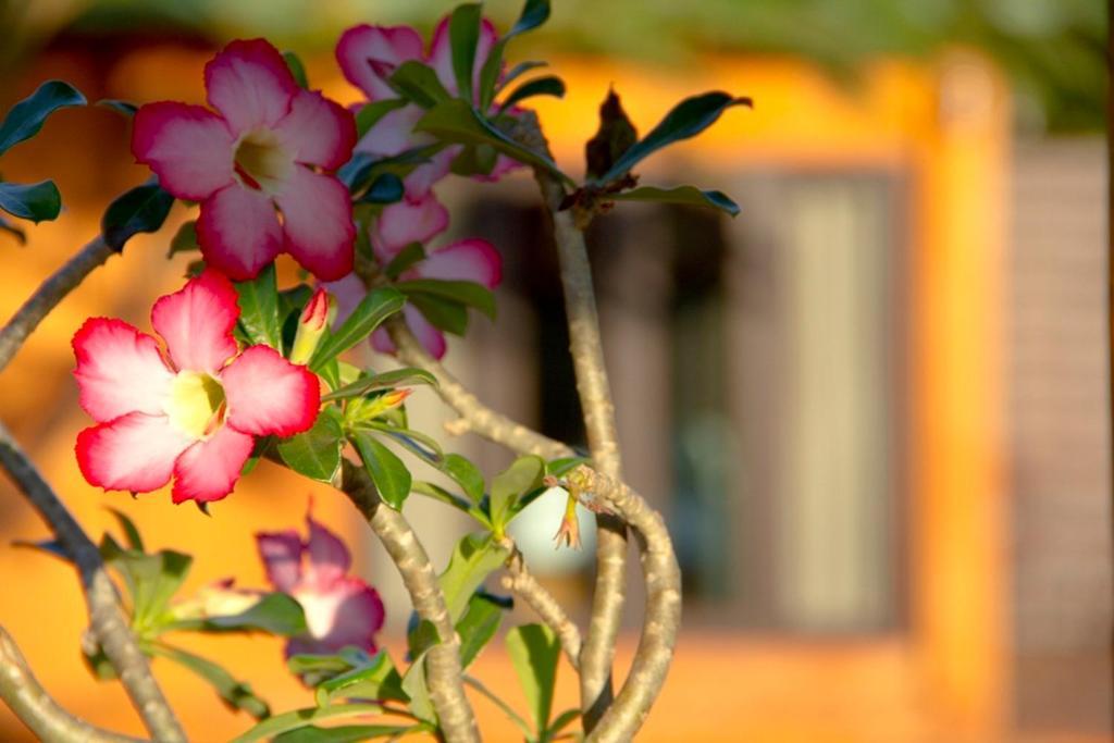Mae Ai Thaton Hill Resort מראה חיצוני תמונה